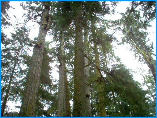 Old Growth Douglas Fir Forest - British Columbia