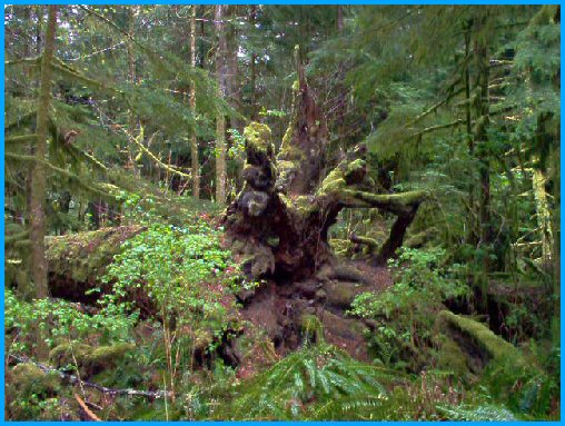 Rainforest - British Columbia