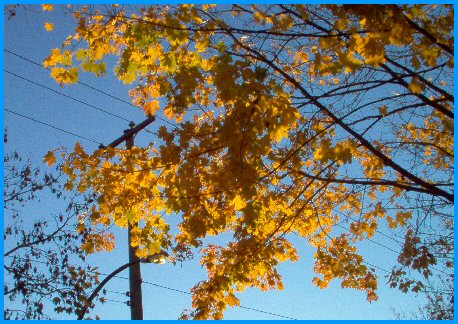 Maple Leaf Clusters