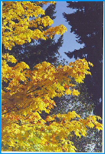 Maples and Conifers - British Columbia