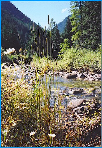 Mountain Stream - British Columbia