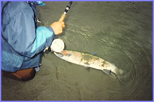 Thompson River Steelhead